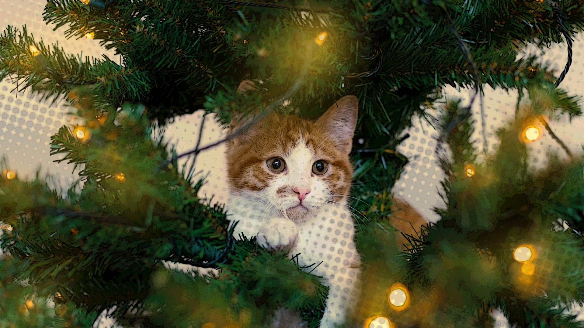 ‘Natale da gatti’, il racconto di Natale di Valeria Serofilli all’insegna del perseguimento del bene