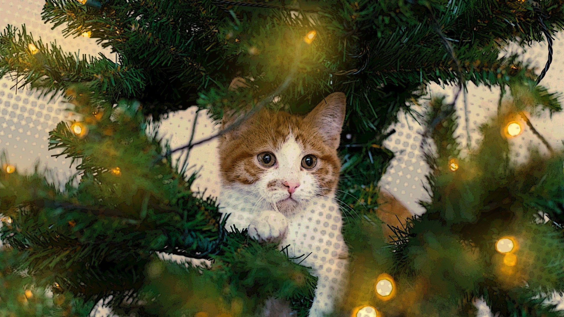 Natale da gatti